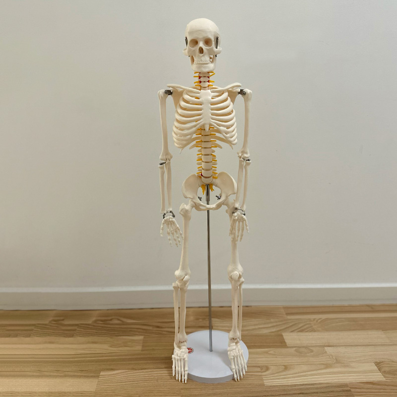 85 Cm Skelet Med Nerver