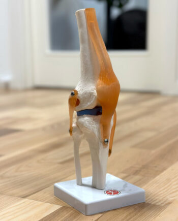 Knæled  Fuld Størrelse