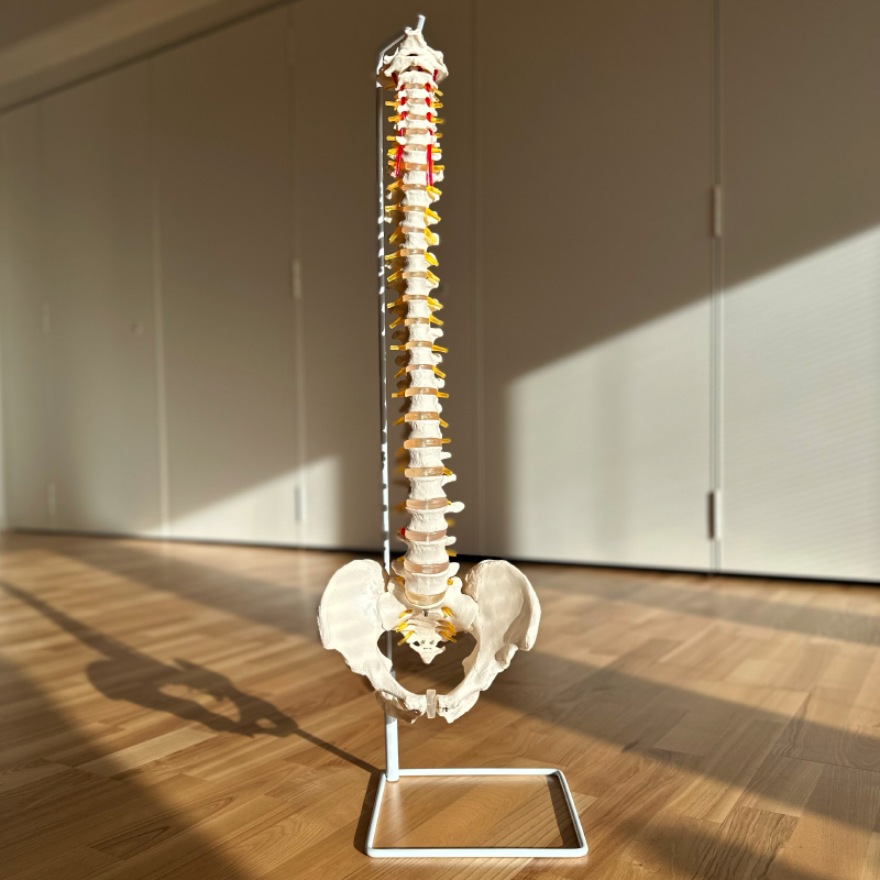 Rygsøjle Med Bækken 76 Cm